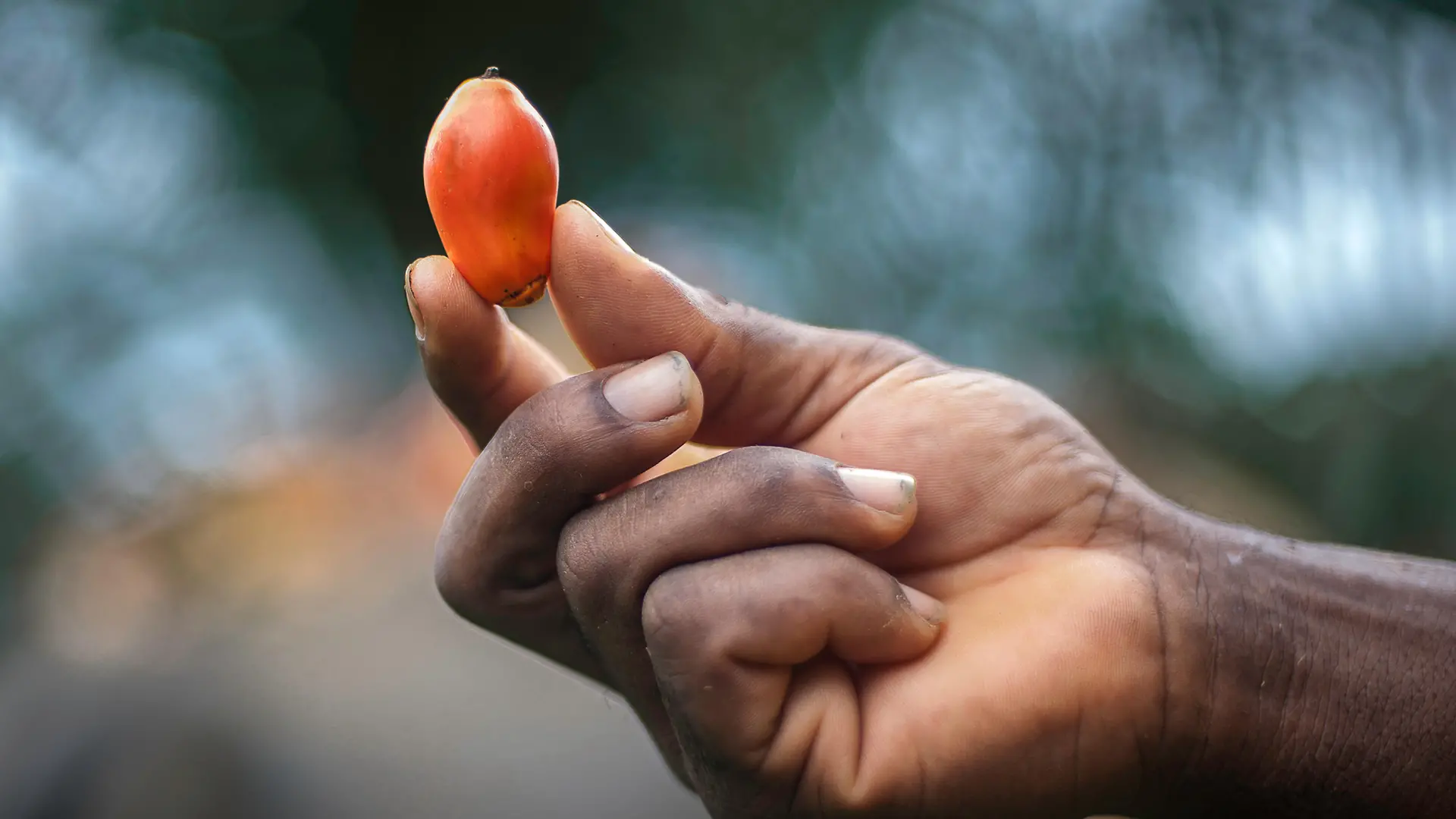 A hand holds a palm fruit in the air.