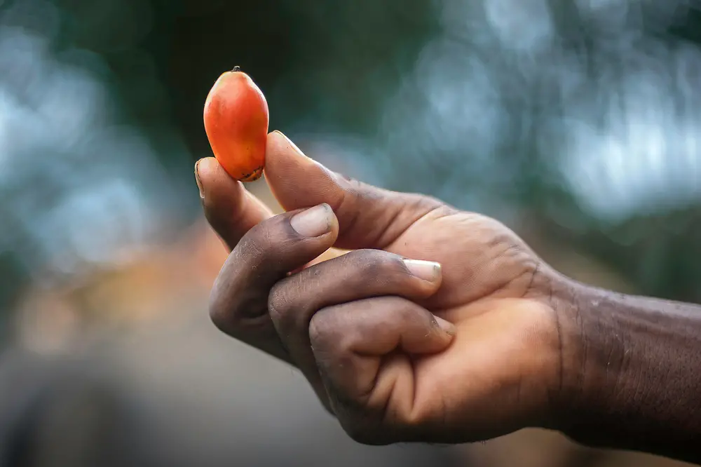 A hand holds a palm fruit in the air.