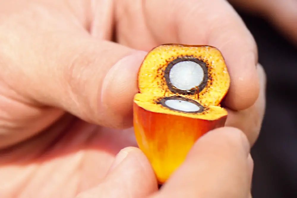 A hand holds a palm fruit that has been cut open.