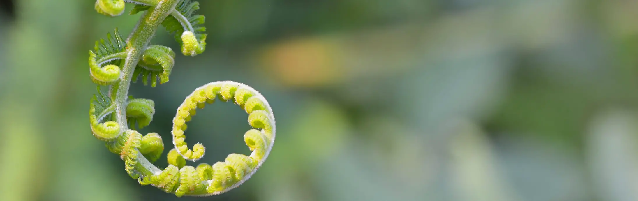 Semi curled fern leaf in the process of growth.