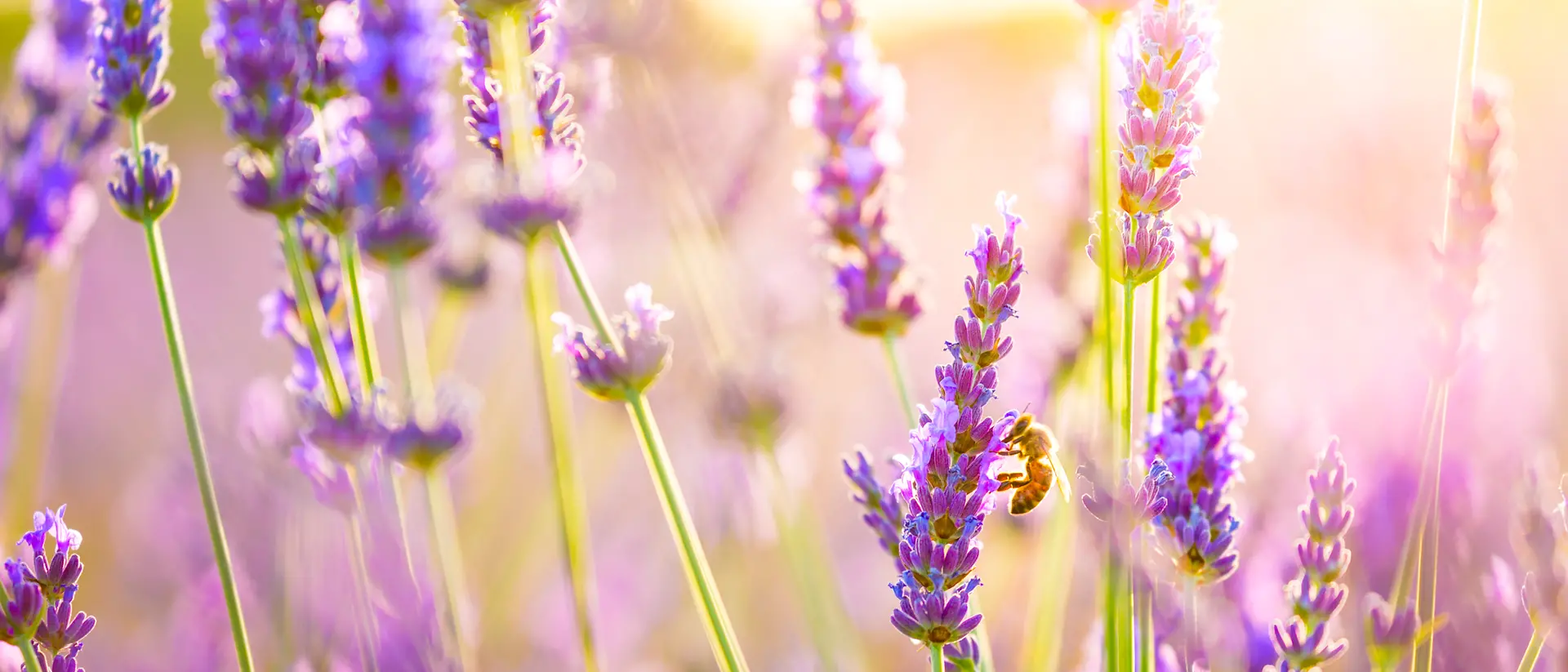 A lavender field