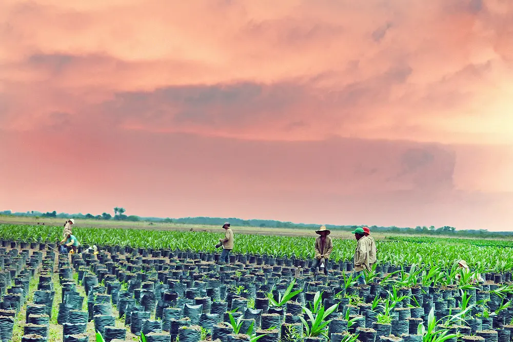 5 palm oil farmers of Colombia in a field with young palm oil trees